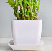 2 Layer Bamboo Plant Online in White Vase